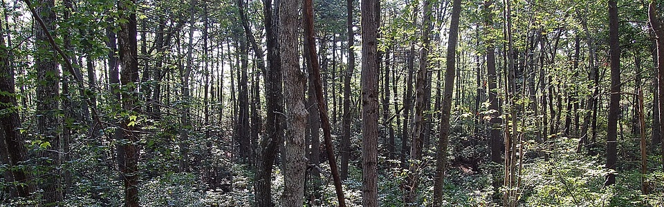 woods-banner-960